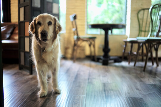 金毛猎犬小摩卡