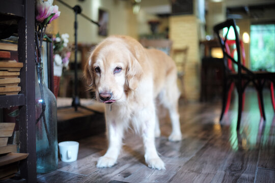 金毛猎犬小摩卡