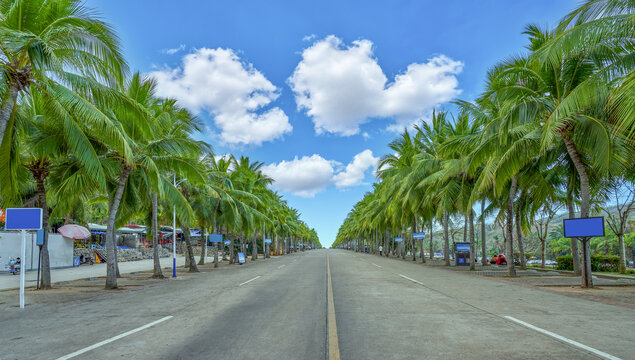 椰林大道