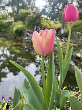 粉色郁金香特写