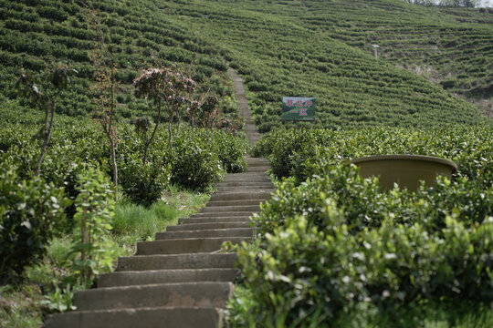 石板路茶园