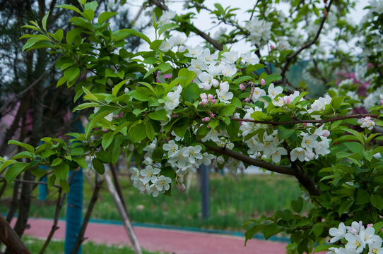 海棠花