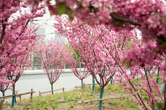 山桃花