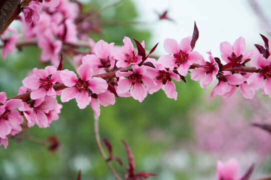 山桃花