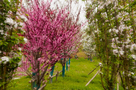 桃花