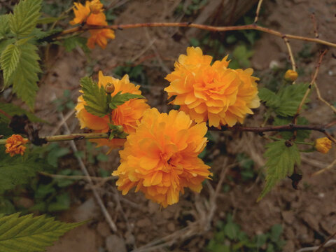 棣棠花