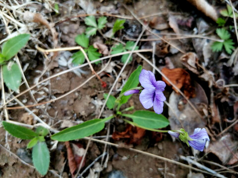 紫地丁花
