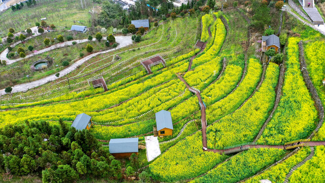 方滩乡油菜花开