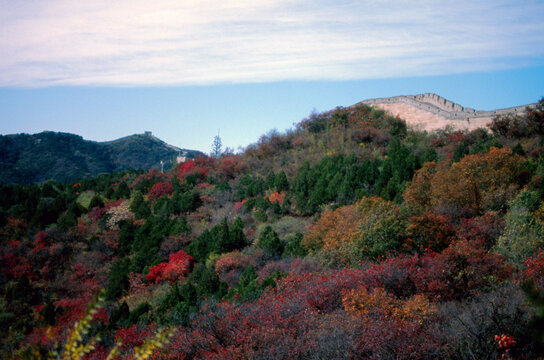 北京八达岭长城红叶