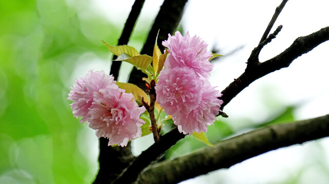 樱花