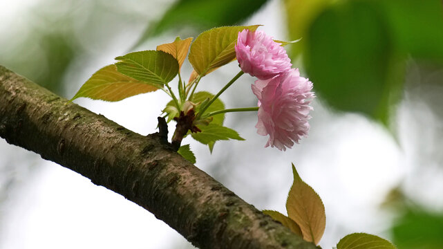 樱花