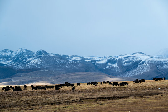 雅拉雪山下的牦牛群