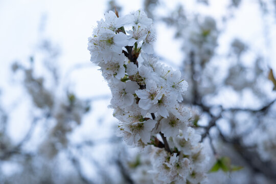 樱花