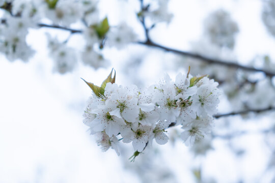 樱花