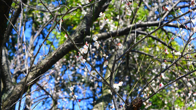 花满枝桠