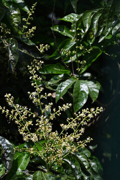 黄皮花黄皮树