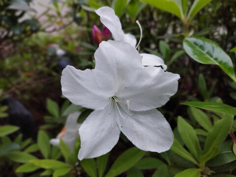 白杜鹃花特写