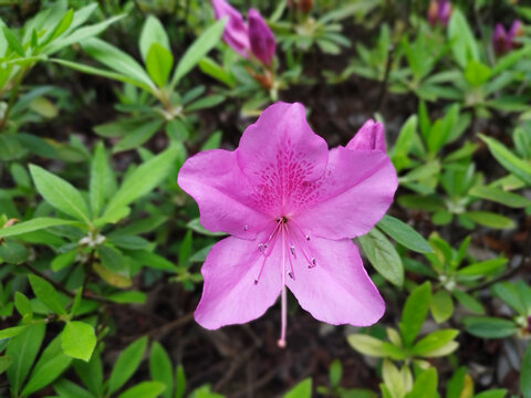 锦绣杜鹃花朵