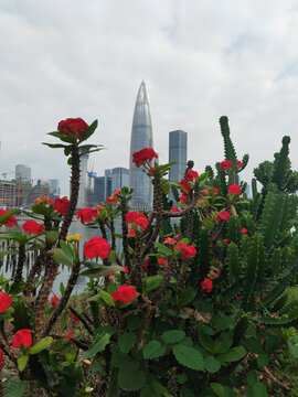 蓝天白云花卉深圳人才公园