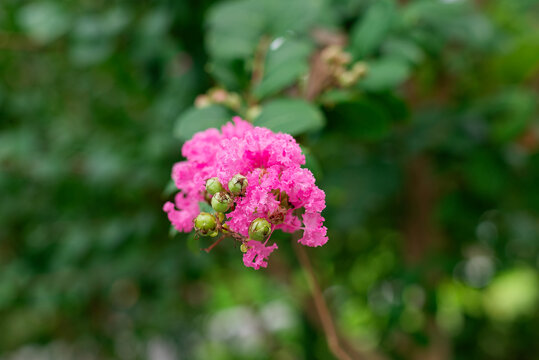 小花紫薇