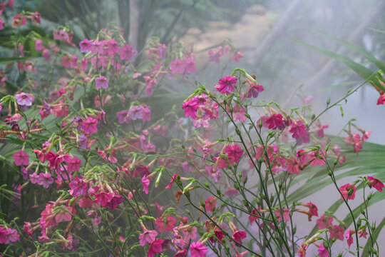 鲜花盛开