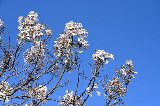 梧桐树花