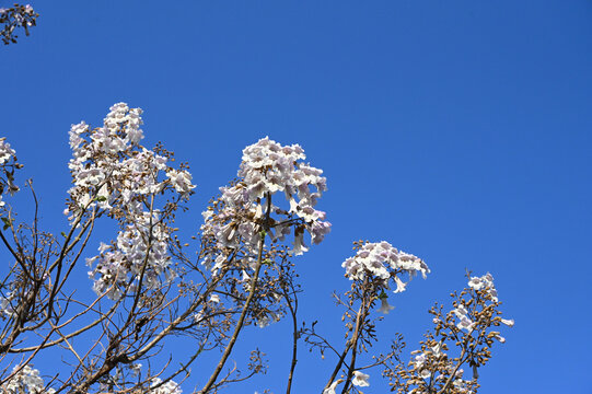 梧桐树花