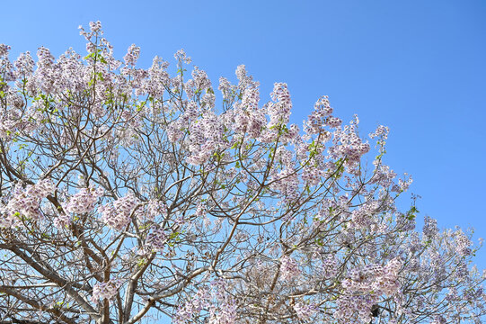 梧桐树花