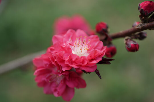 红色桃花特写