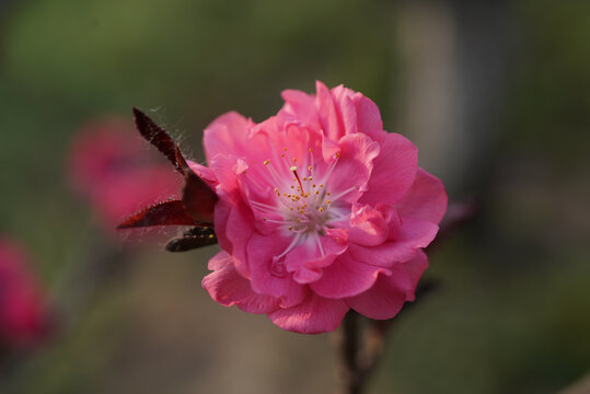 红色桃花特写