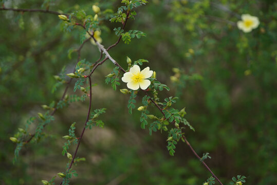 黄蔷薇花