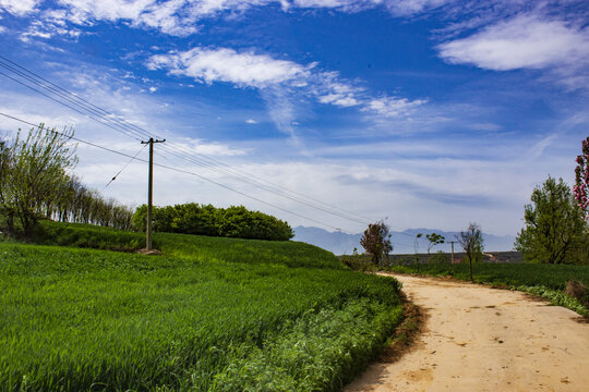 蓝天小路与麦田