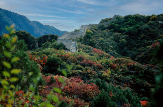 北京八达岭长城红叶