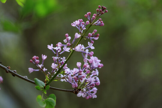 丁香花特写