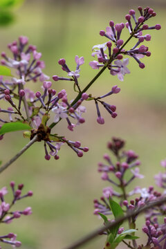 丁香花