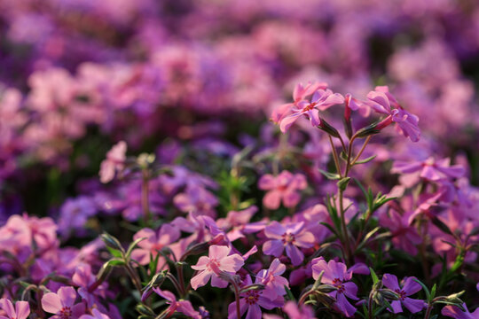 芝樱花