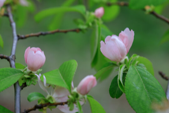 木瓜开花