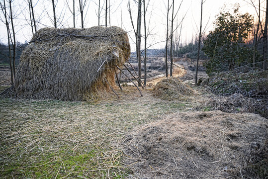 农村麦场