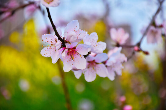 桃花