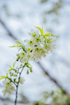 李子花