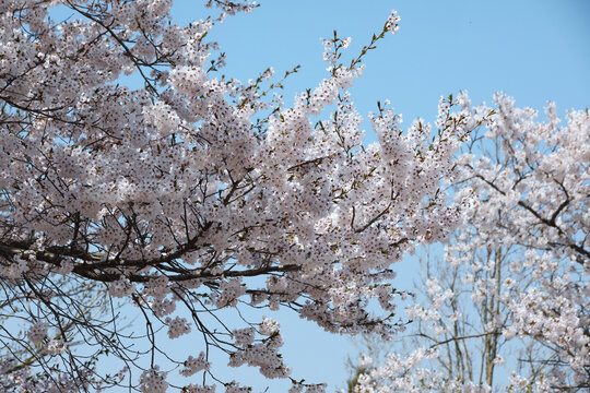 樱花