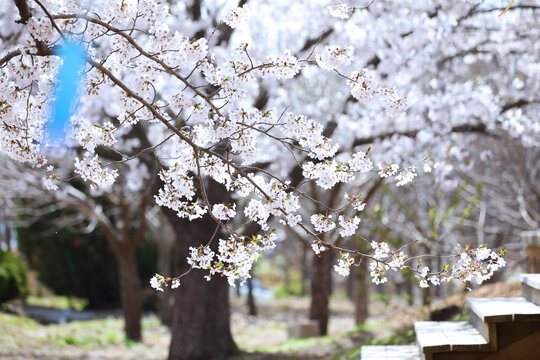 樱花