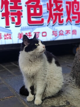 家猫