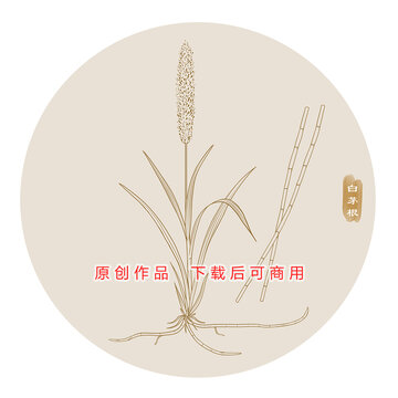 线描白茅根