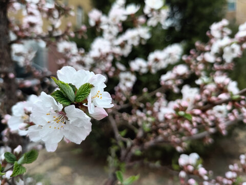 庭院桃花