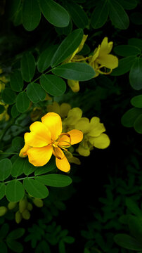 双荚决明花黄花决明花