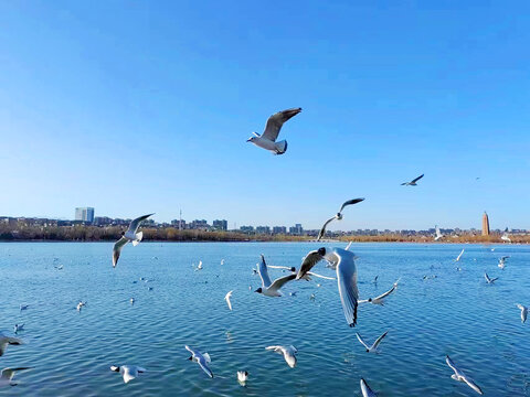 飞翔的海鸥