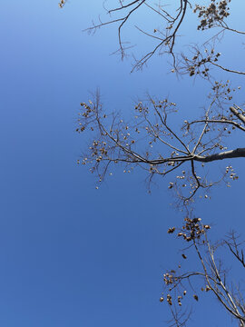 蓝天树桠