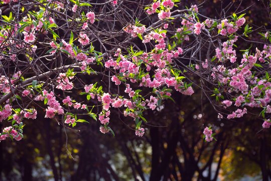 桃花鲜花