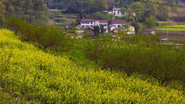 油菜花田